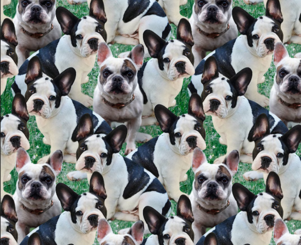DT - sm. Dog - Allover Frenchie