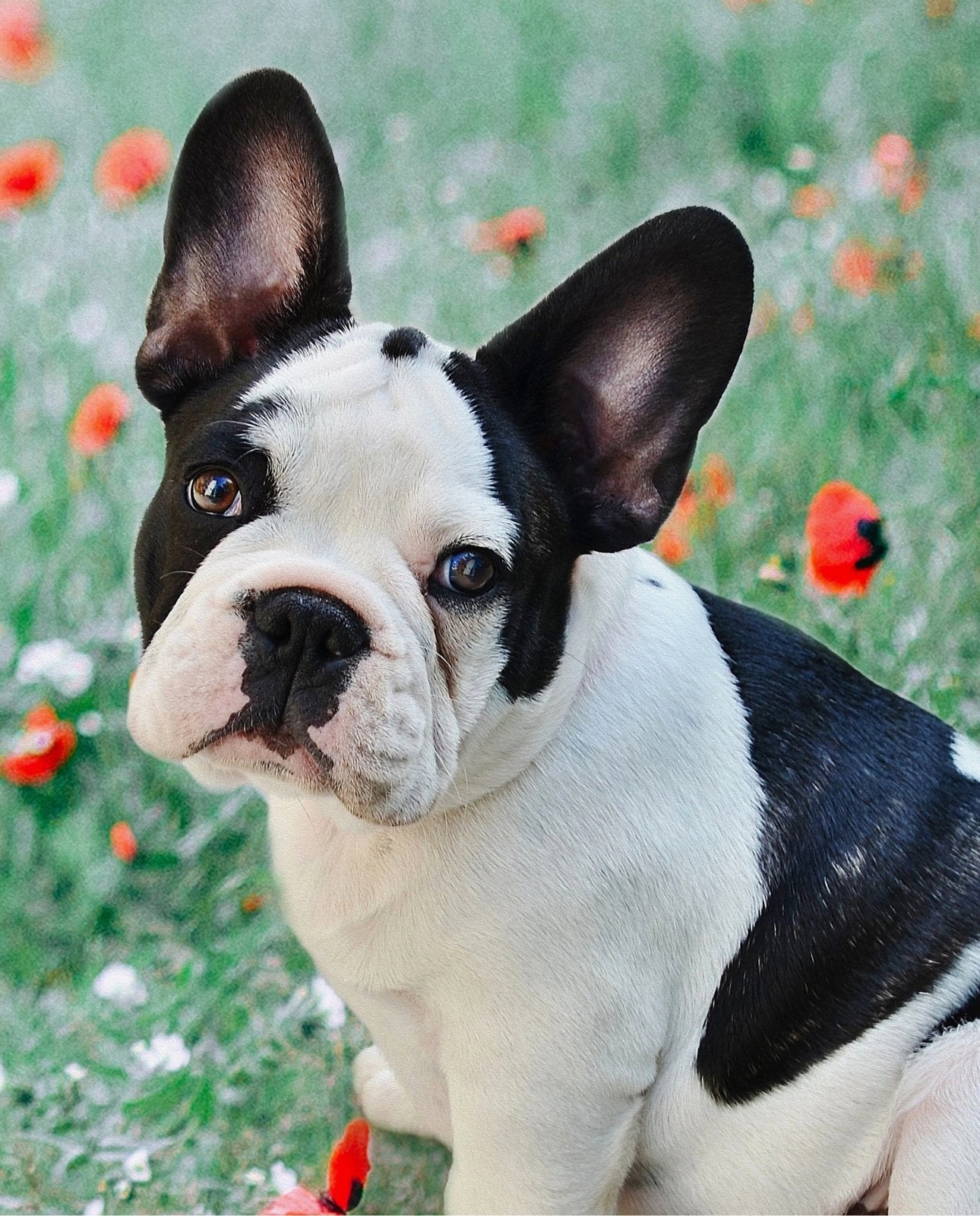 David Textiles -panel Frenchie
