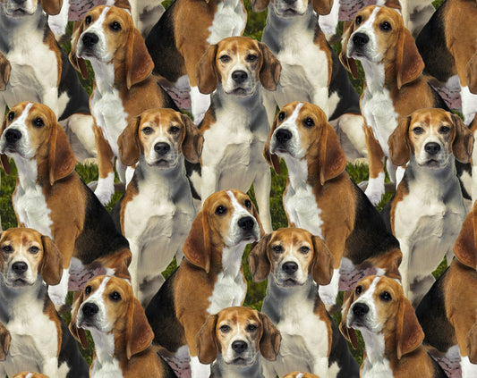 Dt - sm. Dog - allover Beagle